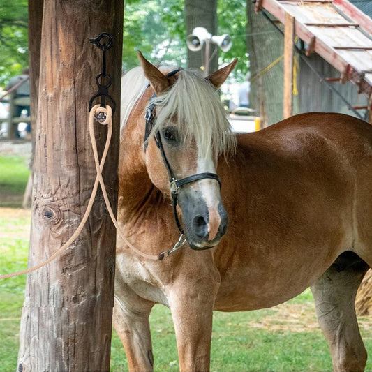 1 ensemble d'anneaux d'attache pour chevaux robustes, punaises et fournitures, accessoires pour chevaux, équipement d'entraînement pour chevaux